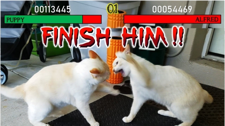 WrestleMEOWnia I: Kitty Brothers Morning Routine 💪🏼🙀 (The Chronicles of Puppy & Alf)
