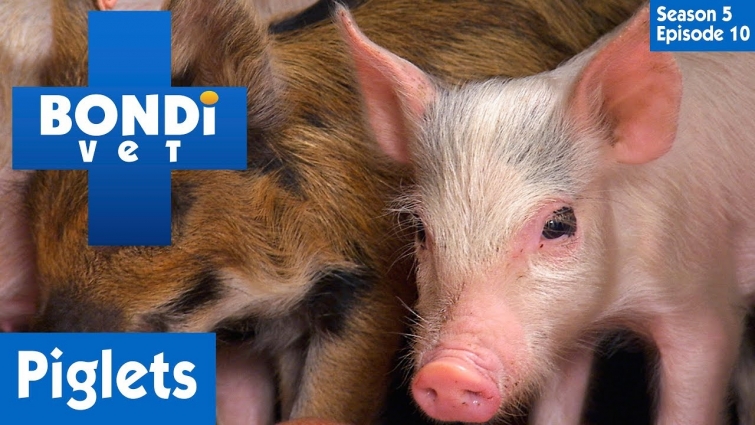 🐷 Picking A Piglet | S05E10 | Bondi Vet