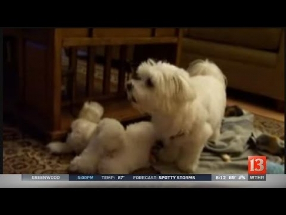 Pet veterinarian explains 'reverse sneezing' in dogs