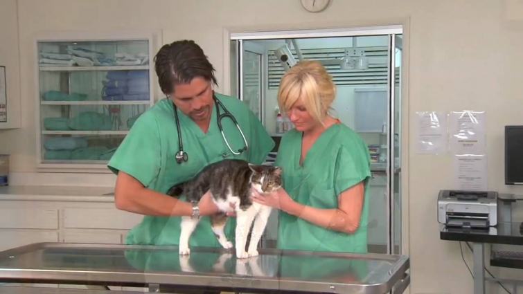 Feline Lower Urinary Tract Disease (FLUTD) – VetVid Episode 008