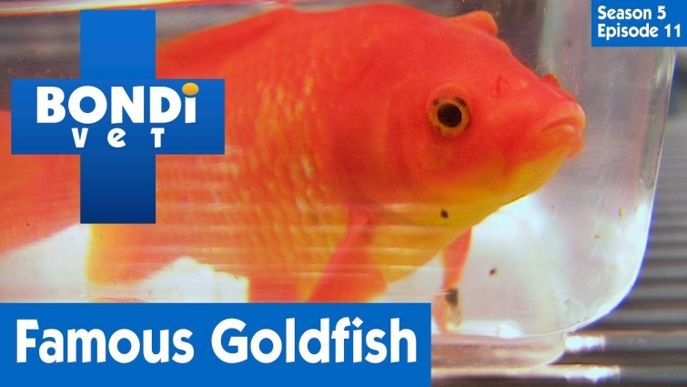 🐟 Famous Goldfish | S05E11 | Bondi Vet