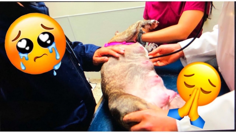 EMERGENCY VET VISIT FOR MISTY *** NOT EXCPECTED ***