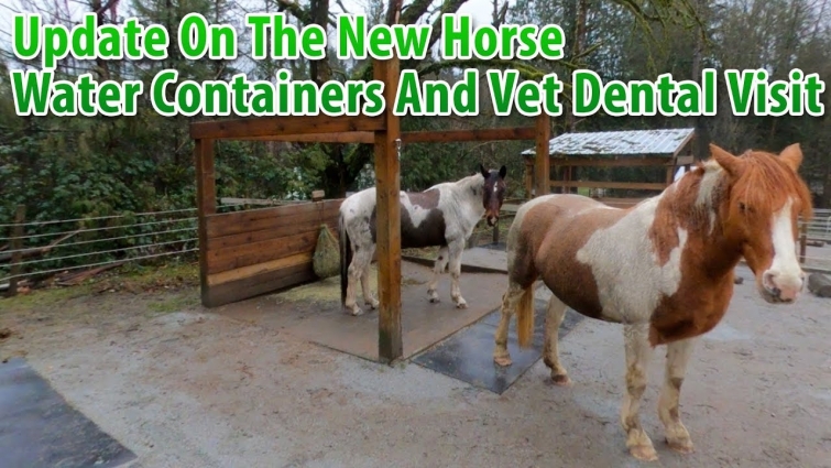 Update On The New Horse, Water Containers And The Vet Dental Visit
