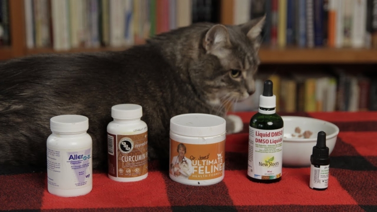 Old Cat In Pain? 5 Natural Options