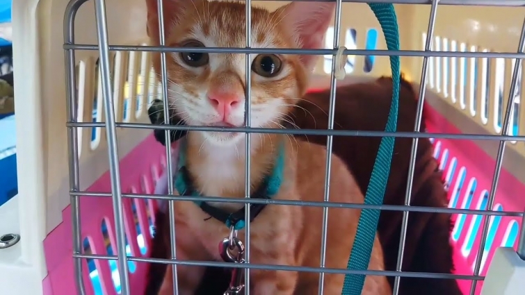 Kitten visits vet!Liam Update!子猫が獣医を訪問,고양이 수의사 방문