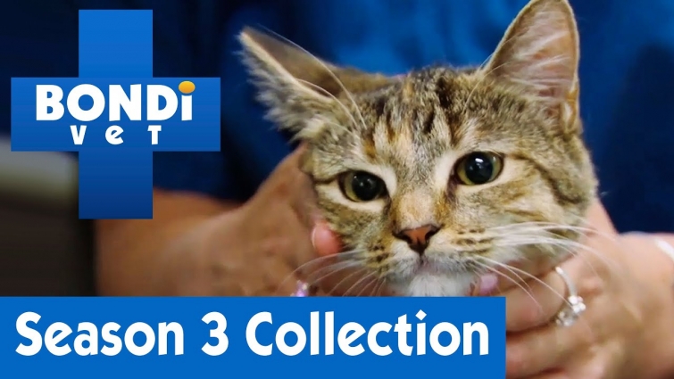 🐰🐱🦁 Meet All The Animals | Bondi Vet | Season 3
