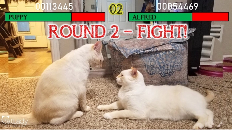 WrestleMEOWnia II: The Chronicles of Puppy & Alf (an example of healthy feline play) 🐱💪🏼