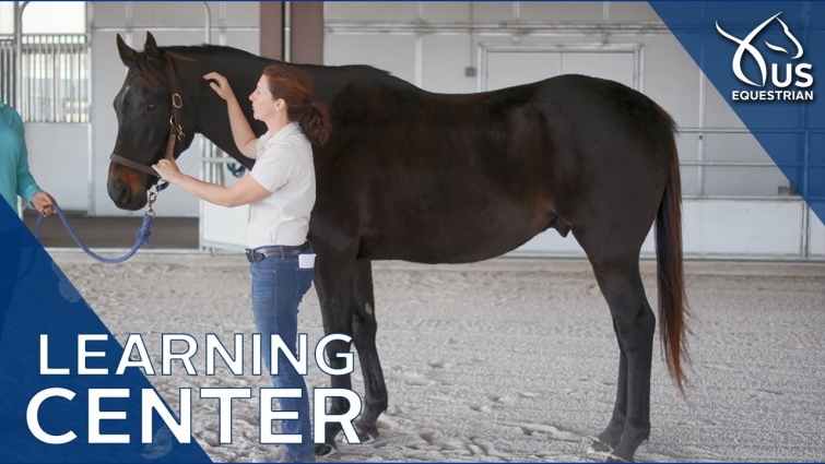 Learning Center Preview: Basic Horse Anatomy with Dr. Liz Barrett
