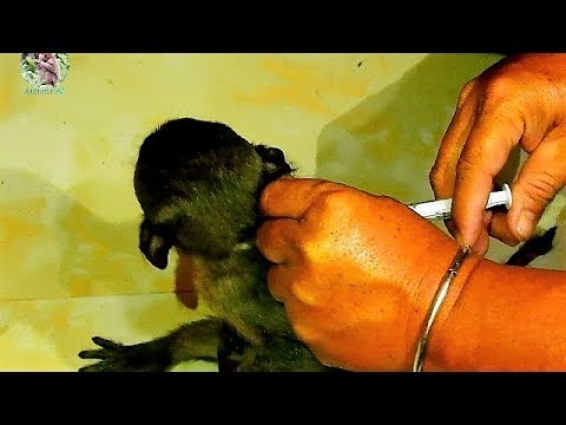 P:46 Pity baby Lori got vet injection everyday |So poor baby Lori move cos hurt |
