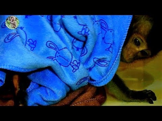 P:47 Pity baby Lori not sleep after injection by vet | Baby Lori get nurse by Human|