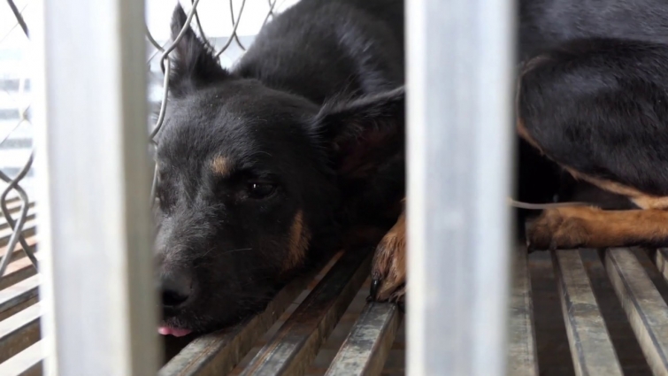 Veterinary Rescue The Dog That The Owner Of The Dog Used To Much Medicines