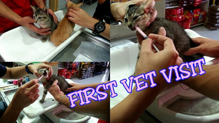 DEWORMING || FIRST VET VISIT || KITTENS || CAT || PUSPIN || FUNNY VIDEO || HAPPY VIDEO