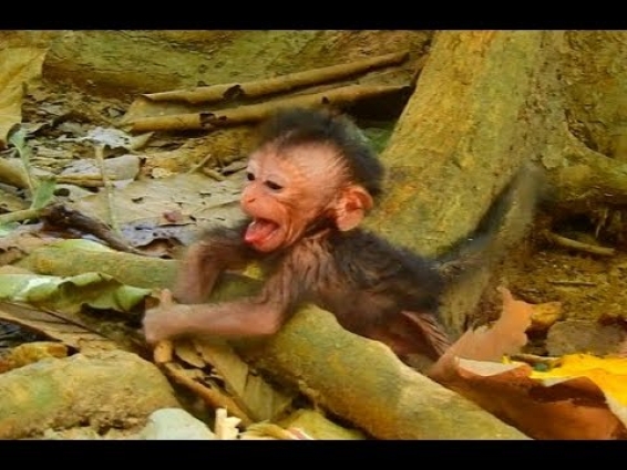 Just Born 1 Hour Poor Mom So Weak Abandon New baby alone cry Never Know Mom