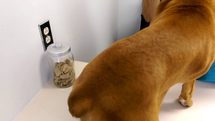 Gracie's Next Vet Visit  Did the Diatomaceous Earth Work??