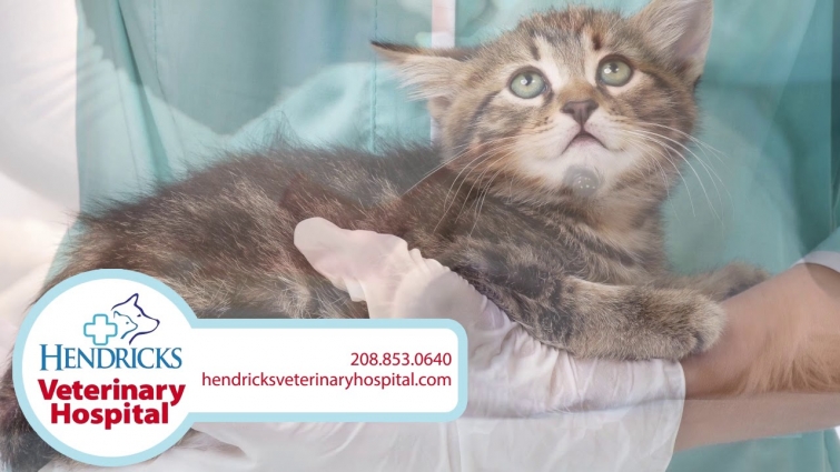 Hendrick's Veterinary Hospital | Veterinary Services in Boise