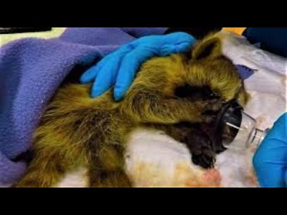 Rescued baby raccoon wakes up from anesthetic in the cutest way