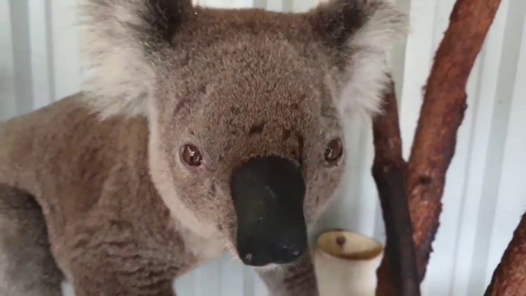 Bushfire Victim 'Smoulder' the Koala Recovering at Port Stephens Animal Hospital
