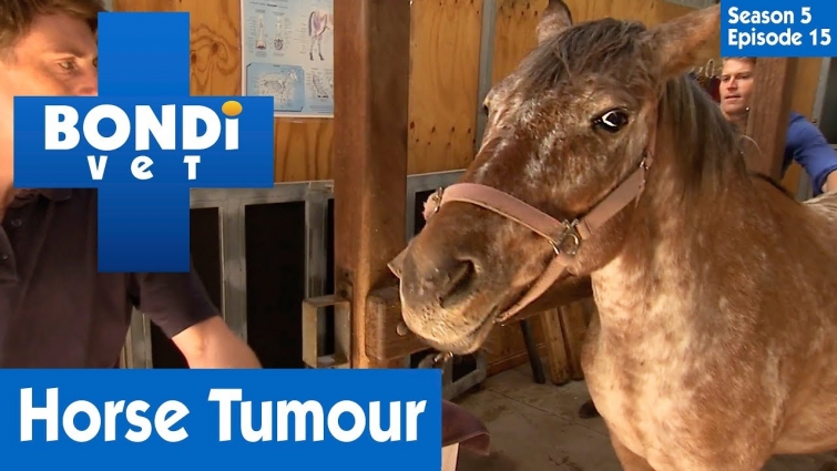🐴 Horse Tumour | S05E15 | Bondi Vet