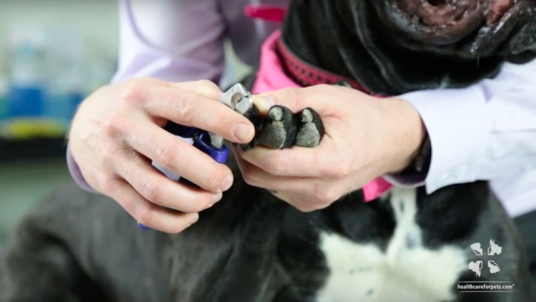 Vet Tutorial | How to Safely Trim a Dog's Nails