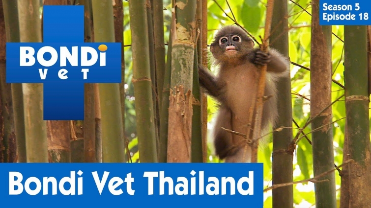 🐵 Bondi Vet Visits Thailand | S05E18 | Bondi Vet