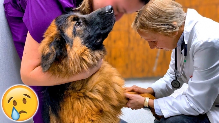MY SICK GERMAN SHEPHERD GOES TO THE VET 💉😢 | Day in the Life of a German Shepherd