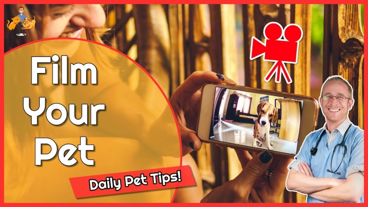 Make Your Pet the Star (how a video will help your vet)! – Daily Pet Tips