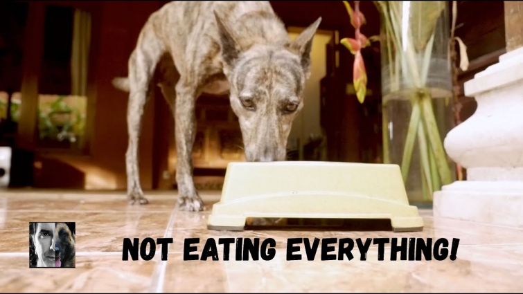 My Dog is Not Eating All Her Food – Robert Cabral Dog Training Video