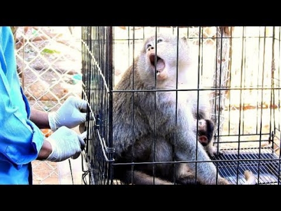 Update News! Dolly look better after Vet gives medicine on time!