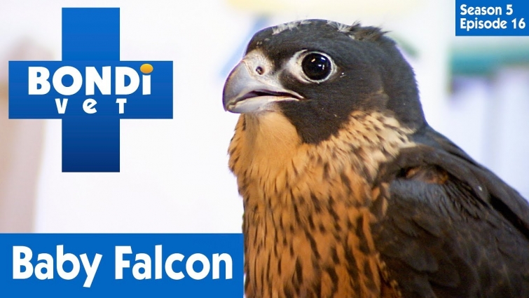 🐦 Mystery Baby Falcon | S05E16 | Bondi Vet