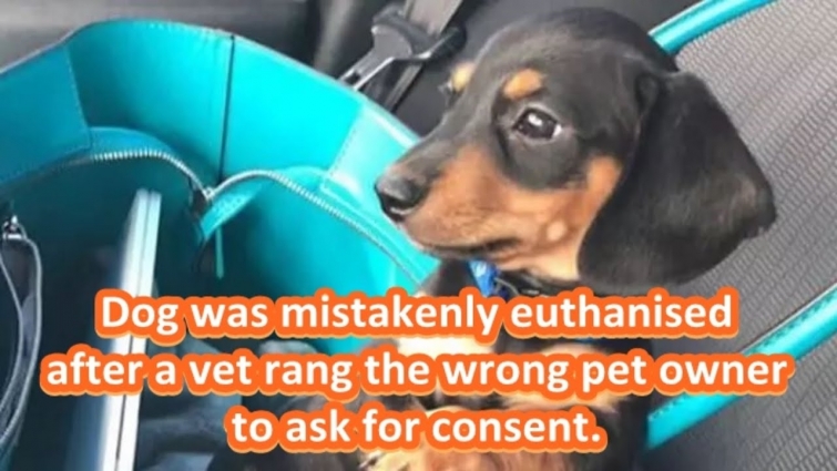 Vet Puts Dog To Sleep After Calling The Wrong Owner For Consent
