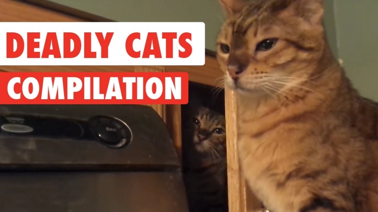 Deadly Cats Video Compilation 2017