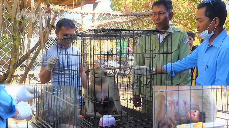 Dolly update! 16.12.19 Rescue Poor Dolly&her newborn to NGO & Bring a vet for an injection