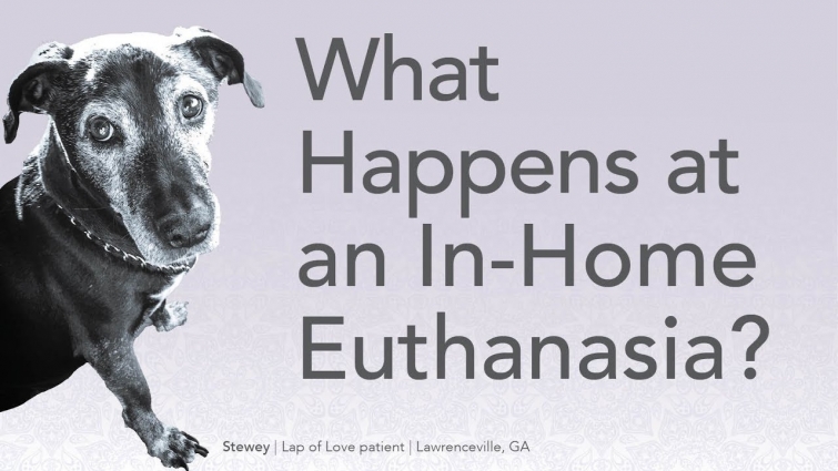 What happens at an in-home euthanasia? – Veterinarian Dr. Dani McVety answers