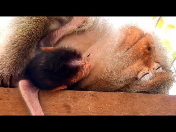 Update news!!! Dolly not good condition this morning, Bring mom Dolly to to rescue at veterinarian
