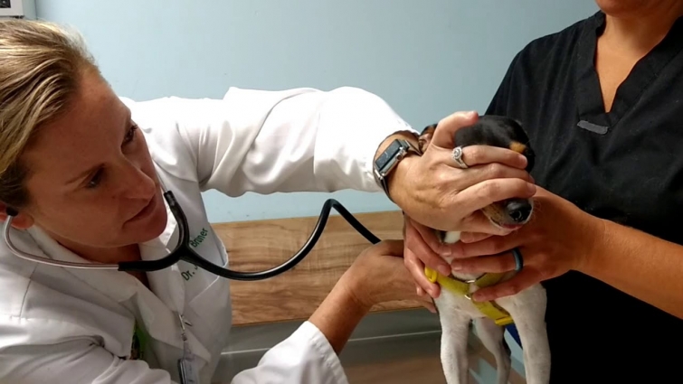 How Did Annie Do/New Veterinarian Visit