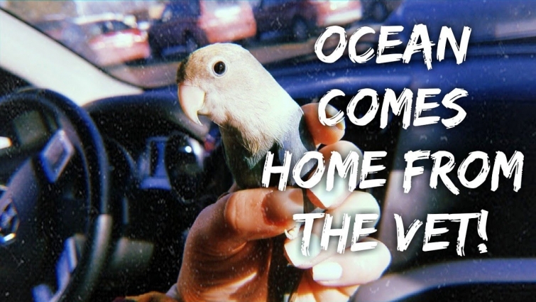 OCEAN GOT TO COME HOME FROM THE VET TODAY! | KELS.LITTLE.ZOO