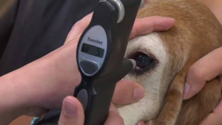 Cataracts in Dogs and Cats – VetVid Episode 011
