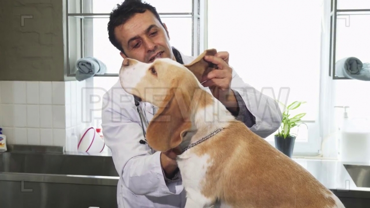 Vet Checks Dog Stock Video