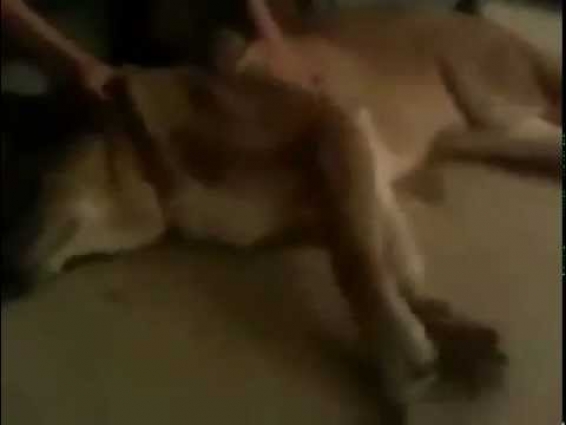 Canine seizure