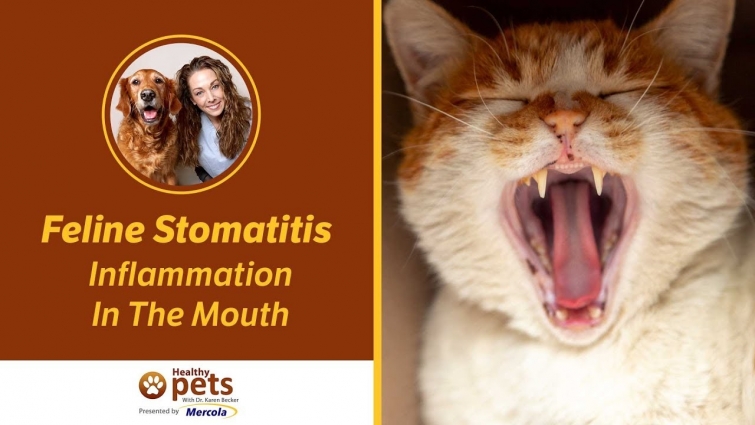 Feline Stomatitis – Inflammation In The Mouth