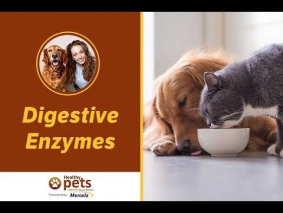 The Supplement Most Needed by Your Pet