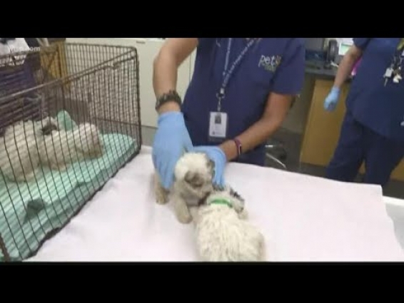 CDC: 30 people sickened by infection linked to pet store puppies