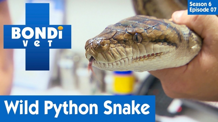 🐍 Checking A Wild Caught Snake | S06E07 | Bondi Vet