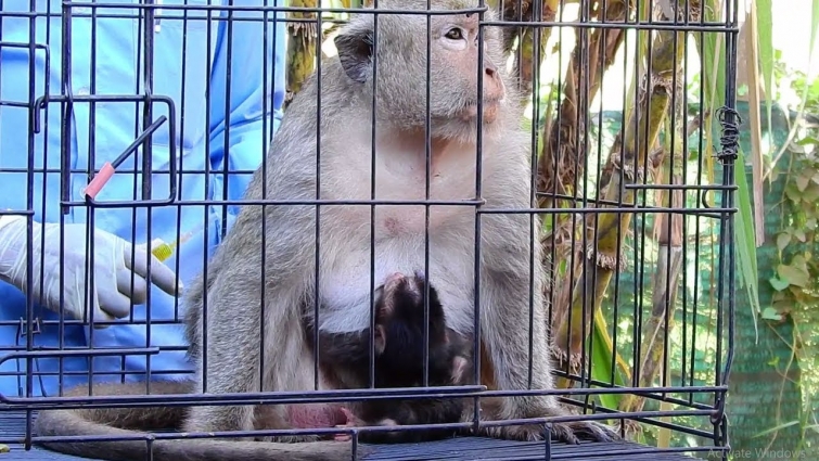 News Update ! Dolly & Baby Dolton was help By Veterinarian Now She's Better Soon for help life.
