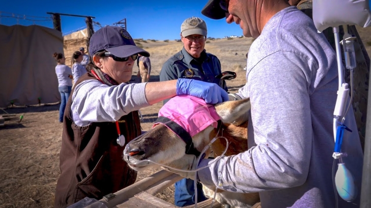AZGFD Wildlife Veterinarian