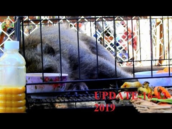 HOT NEW : QUEEN DOLLY HAS BEEN BRING TO NGO & NEED VET MEET DANA-SOLAM |