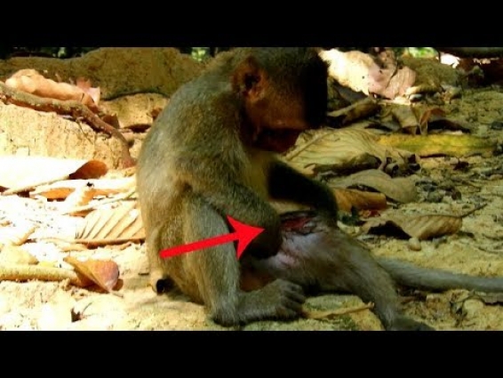 Update Lola ! last Video and Lola situation before take to visit Vet. | Lola sit lonely & hurt.