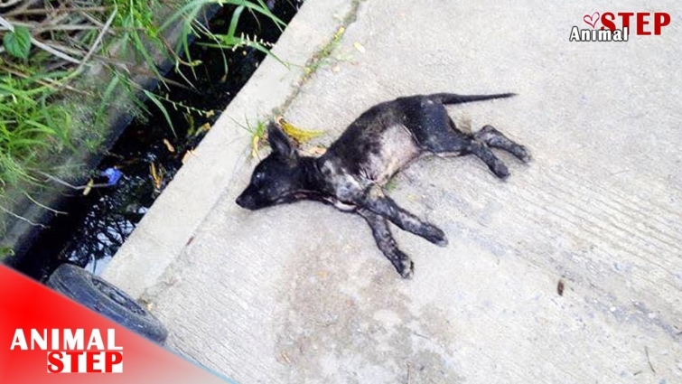 Rescue Abandoned Puppy with Broken Spine – Veterinarian Could not treat him Back to Walk Again