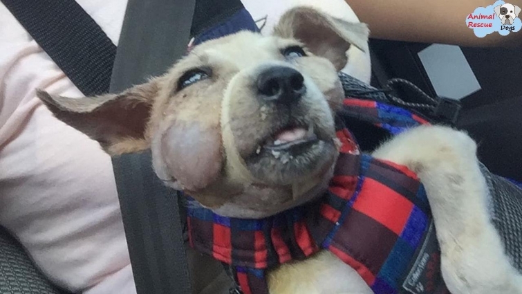 Rescue Puppy Was Abandoned in a Dump with Her Legs Tied . Amazing Recovery Before Christmas Day