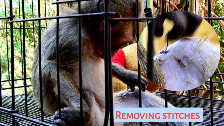 Million pity! Poor Lola was sutured her wound by vet, Lola try to remove stitches from her wound